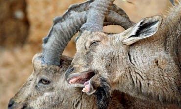 Denuncian la «matanza» de cabras en Guadarrama para reducir su población