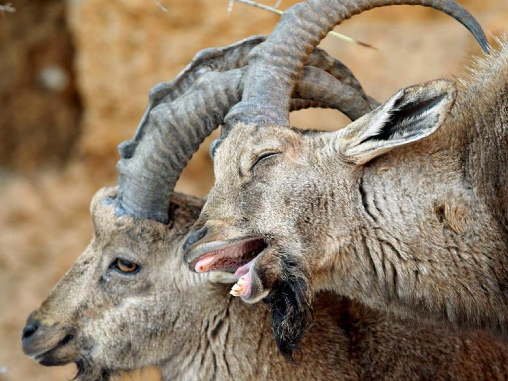 Denuncian la «matanza» de cabras en Guadarrama para reducir su población