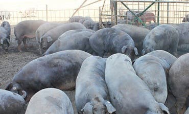Podemos alerta de la llegada a Guadalajara de dos macro explotaciones porcinas