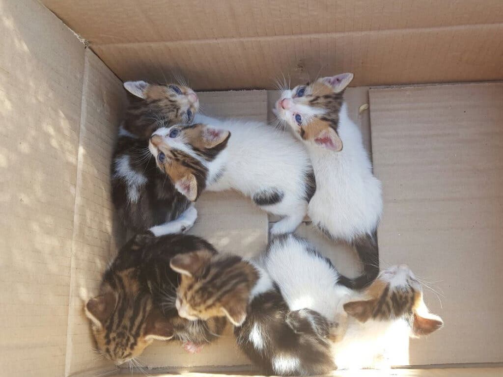 Encuentran siete gatitos en un contenedor de basura en Mejorada del Campo
