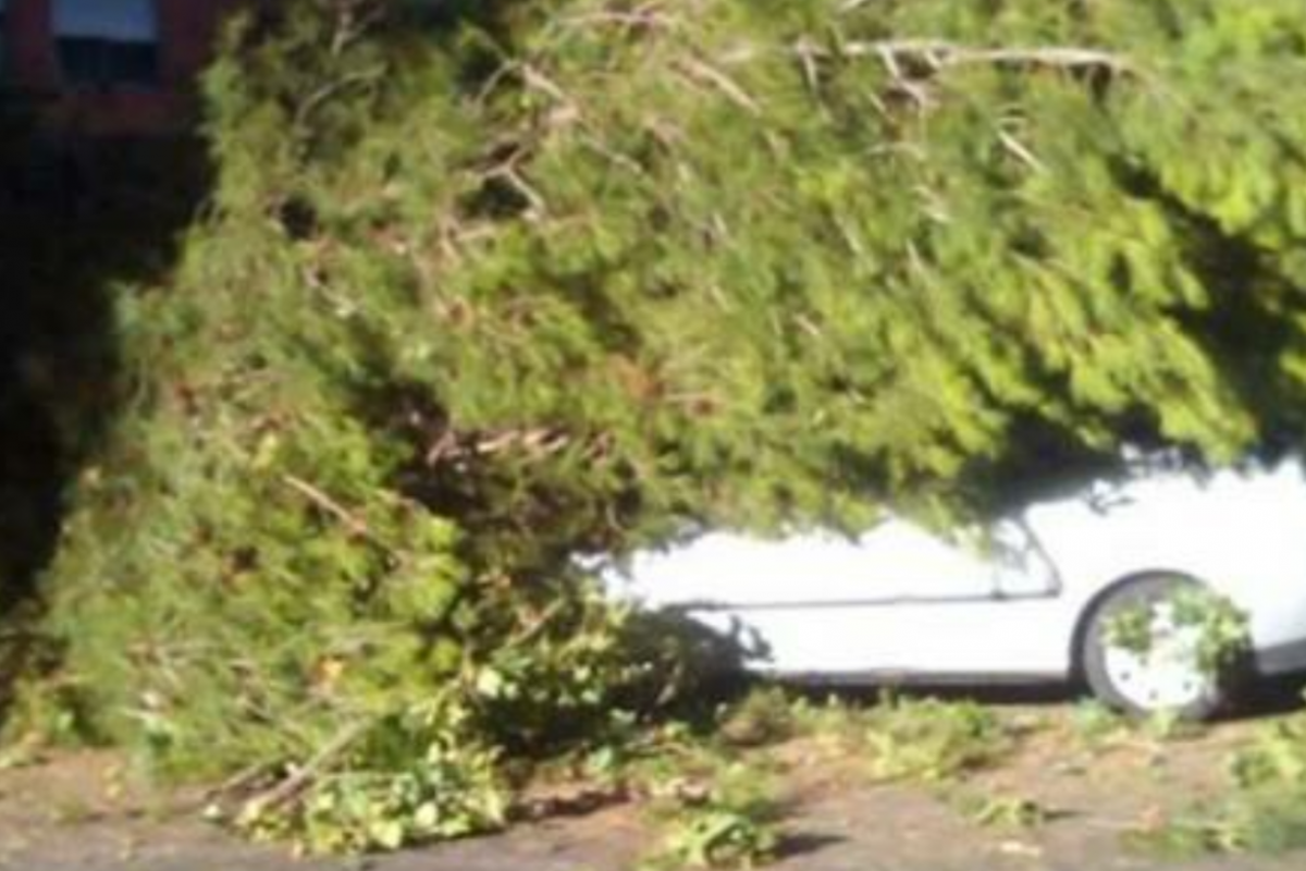 Otro árbol caído en San Fernando de Henares