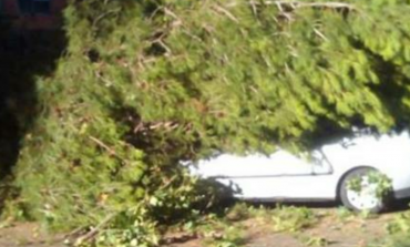 Otro árbol caído en San Fernando de Henares