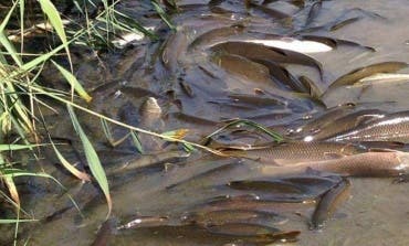 Alertan de la aparición de peces muertos en el Henares tras el incendio de Chiloeches