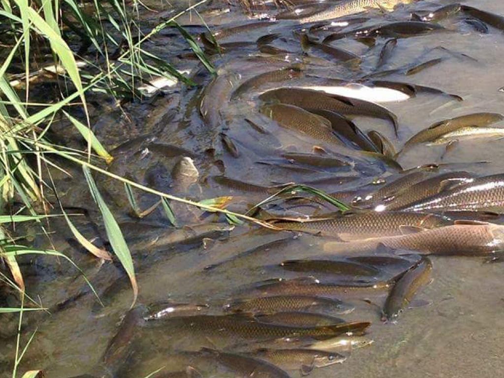 Alertan de la aparición de peces muertos en el Henares tras el incendio de Chiloeches