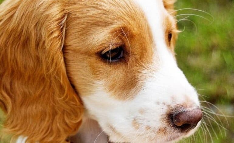 Alcalá de Henares recuerda que el abandono de animales es un delito