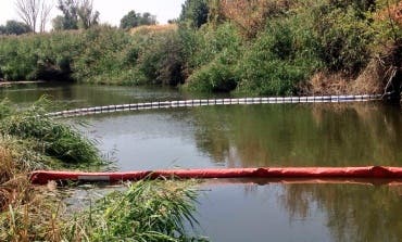 Técnicos municipales de Alcalá analizan los peces muertos aparecidos en el Henares