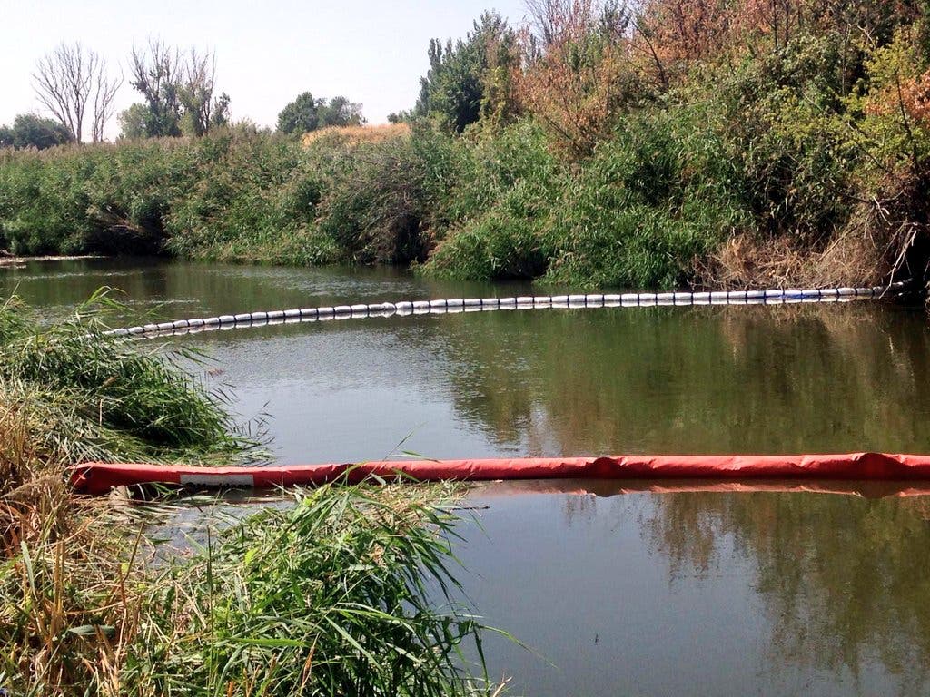 Técnicos municipales de Alcalá analizan los peces muertos aparecidos en el Henares