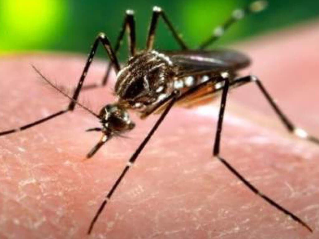 Primer caso autóctono de transmisión de Zika por vía sexual en Madrid