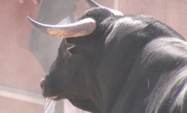 Los festejos taurinos populares crecen un 33% en la Comunidad de Madrid