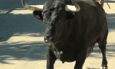 Comienzan las Fiestas de Meco con encierros y vaquillas a todas horas