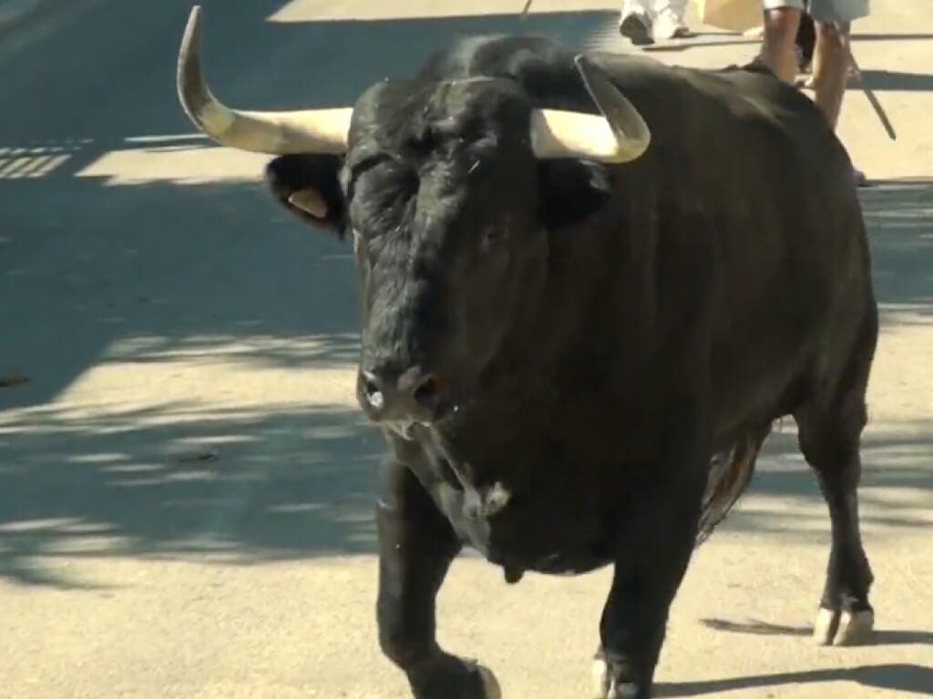 Comienzan las Fiestas de Meco con encierros y vaquillas a todas horas