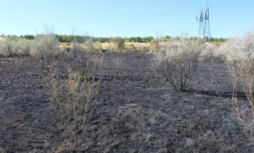 Un incendio provocado arrasa casi 2 hectáreas del Parque del Humedal de Coslada