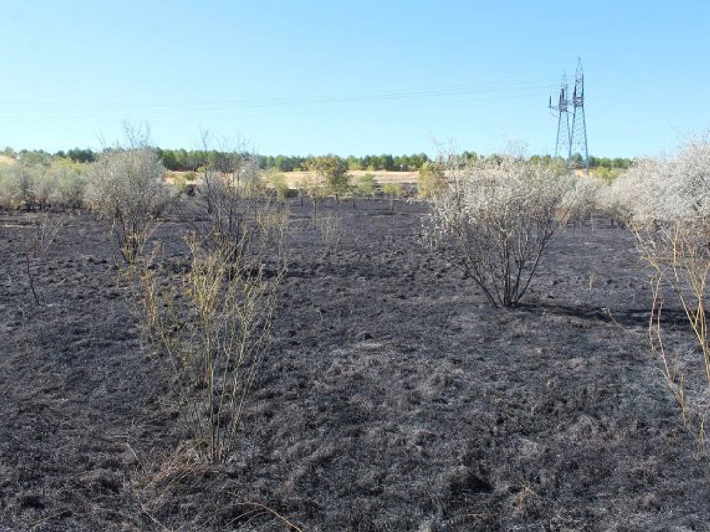 Un incendio provocado arrasa casi 2 hectáreas del Parque del Humedal de Coslada