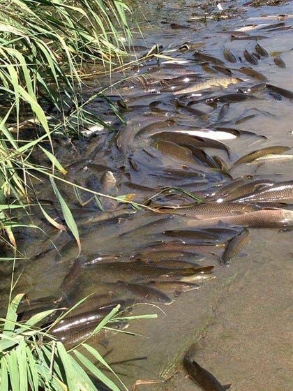 La Confederación del Tajo intensifica los controles en el Henares tras la aparición de peces muertos