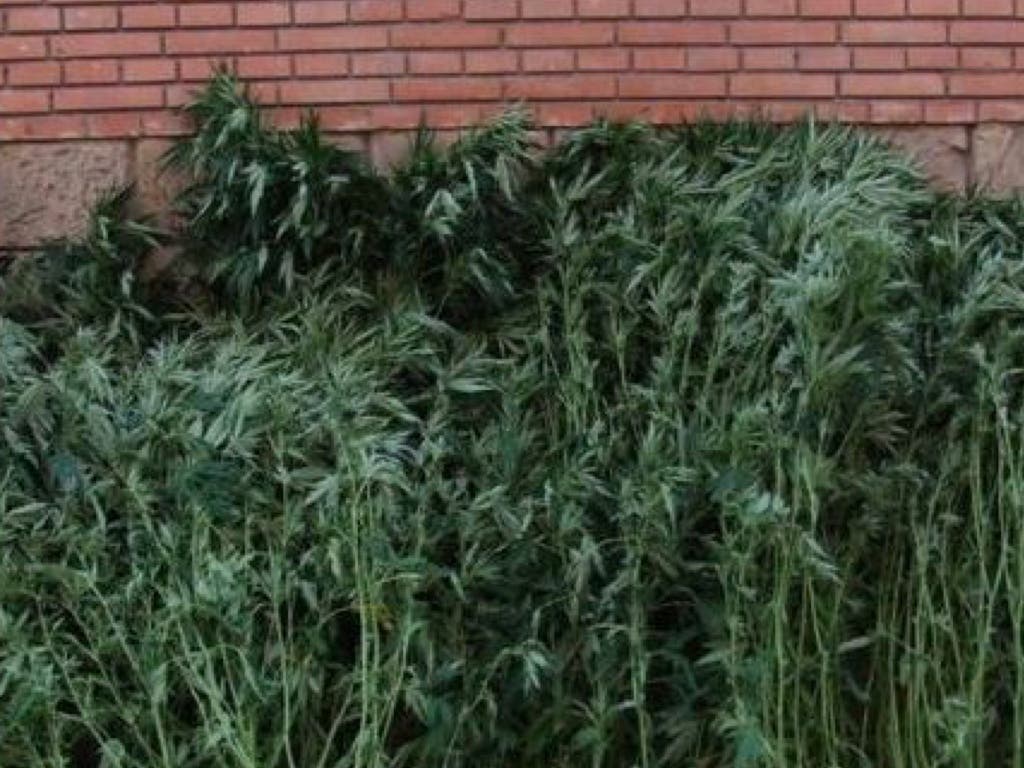 Detenida una pareja de 60 años en Mejorada con 43 plantas de marihuana en su casa