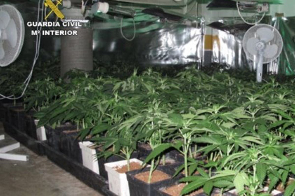 Detenidos por cultivar 950 plantas de marihuana en Cabanillas