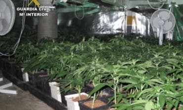Detenidos por cultivar 950 plantas de marihuana en Cabanillas