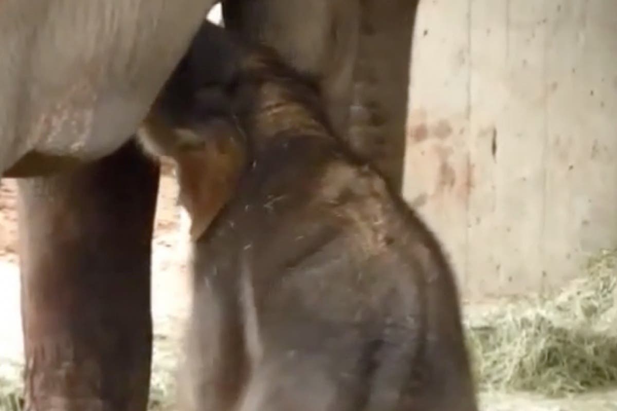 Nace una cría de elefante asiático de Sumatra en el Zoo de Madrid