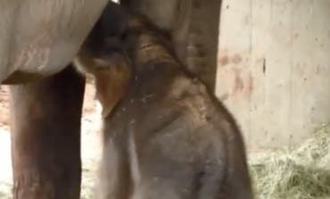 Nace una cría de elefante asiático de Sumatra en el Zoo de Madrid