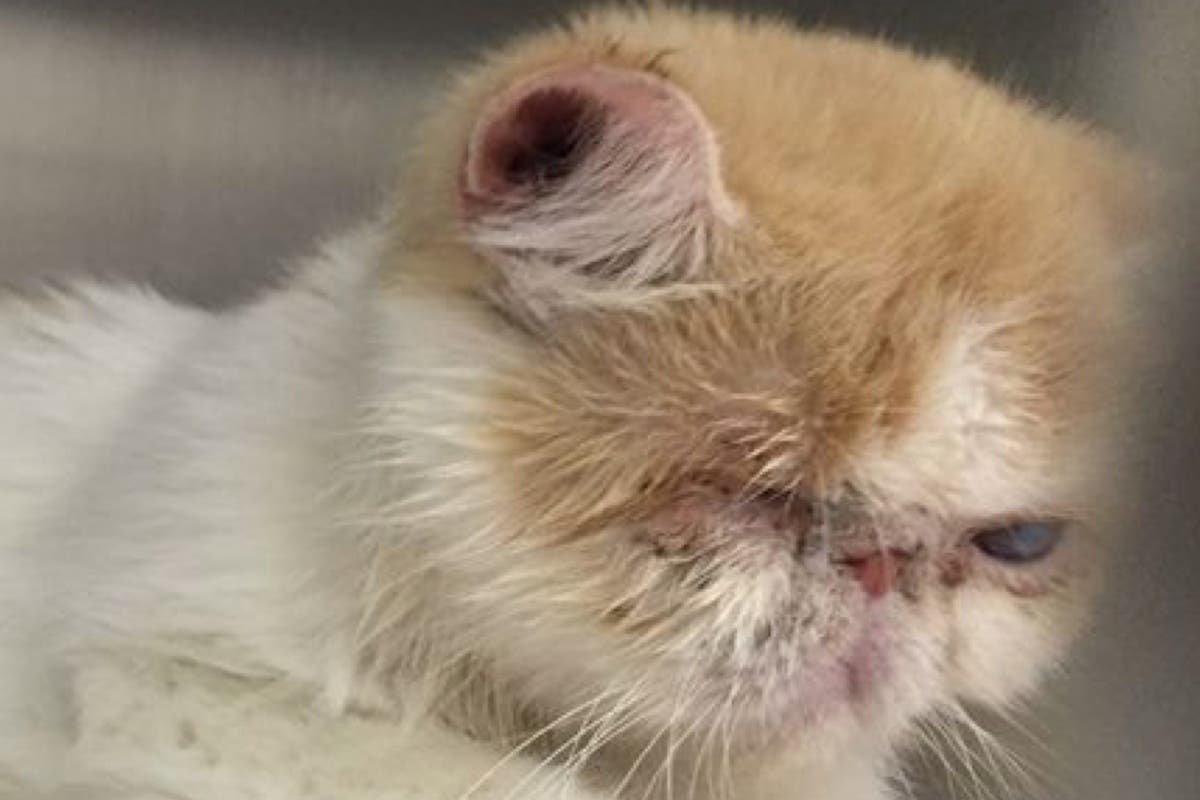 Rescatados 25 gatos desnutridos y enfermos en un piso de Madrid