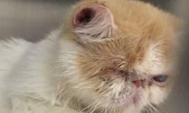 Rescatados 25 gatos desnutridos y enfermos en un piso de Madrid