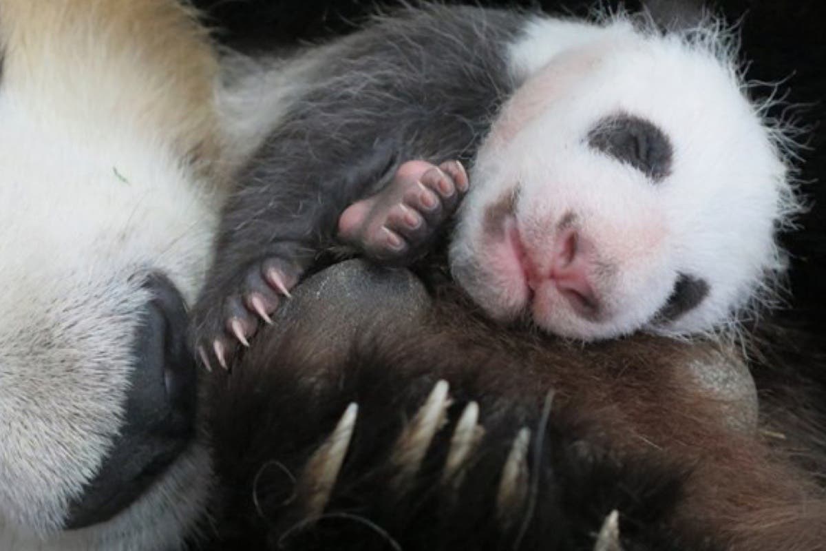 Ya se puede votar el nombre de la cría de oso panda del Zoo de Madrid