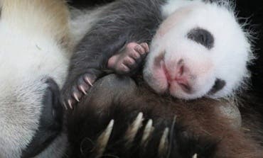 Ya se puede votar el nombre de la cría de oso panda del Zoo de Madrid