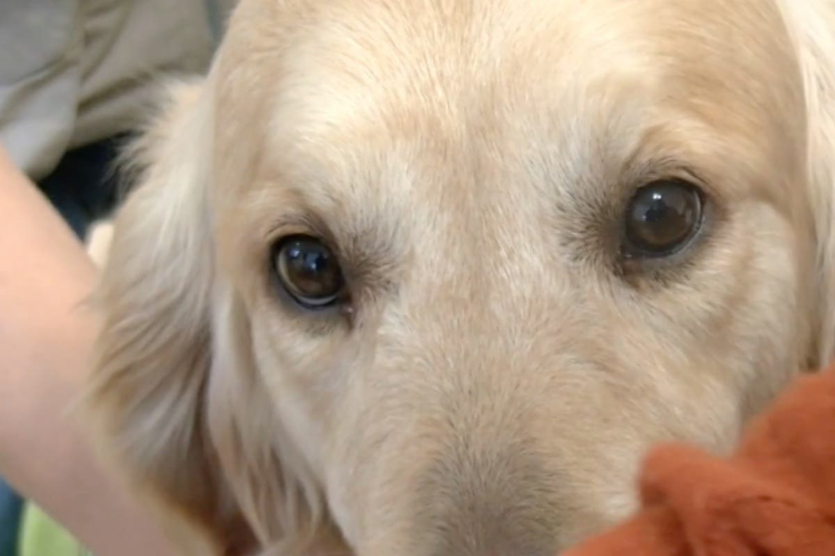 La terapia con perros del Hospital de Torrejón reduce la medicación por depresión