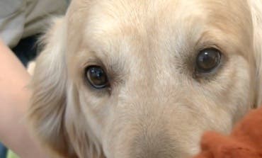 La terapia con perros del Hospital de Torrejón reduce la medicación por depresión