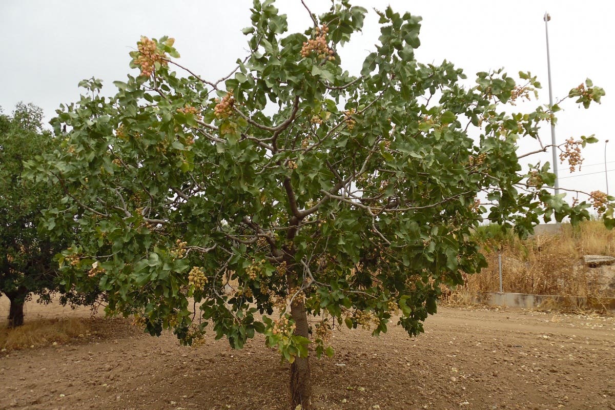 Pistacho madrileño, el oro verde que se cultiva en Arganda