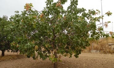 Pistacho madrileño, el oro verde que se cultiva en Arganda