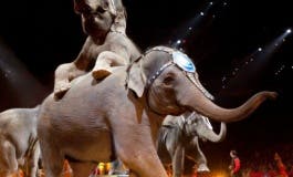 Guadalajara prohíbe los circos con animales y peligra el futuro del Zoo
