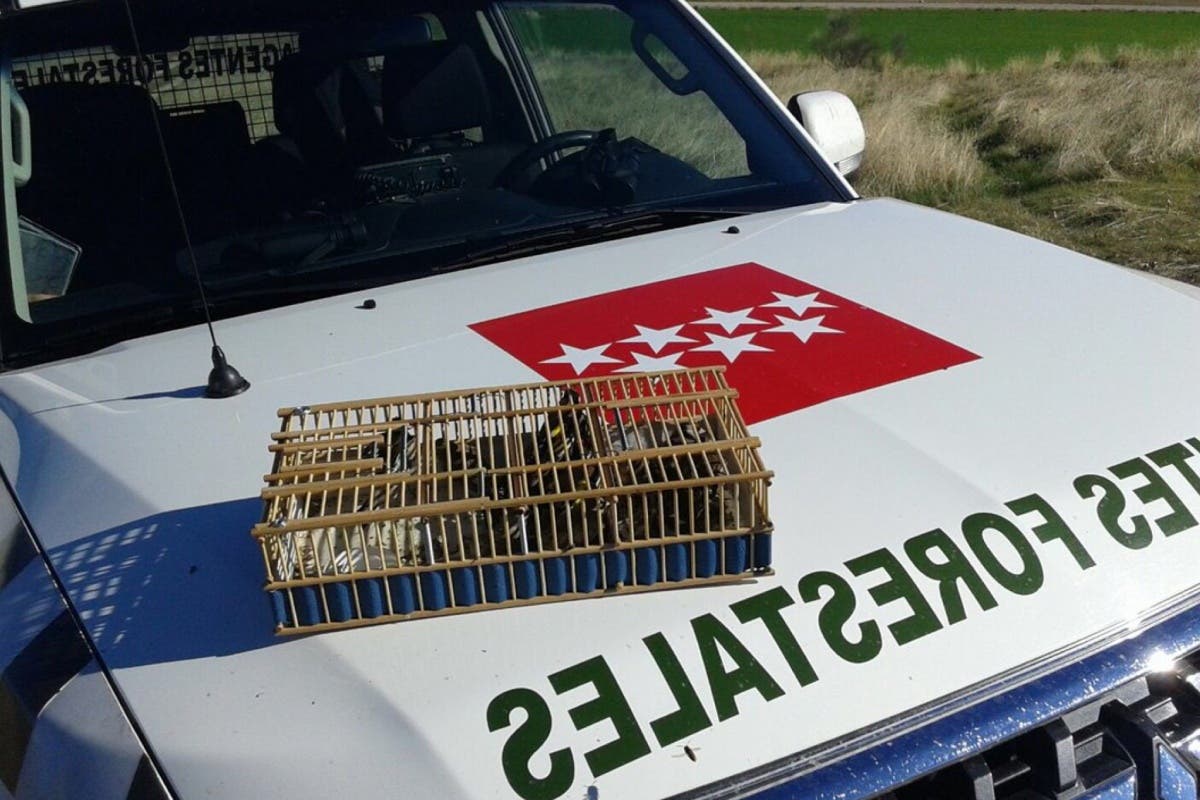 Denuncian a un cazador en Paracuellos por superar el número de pájaros capturados