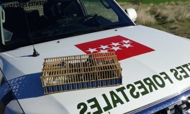 Denuncian a un cazador en Paracuellos por superar el número de pájaros capturados