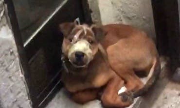 Rescatan a un cachorro amordazado en la terraza de una vivienda en Madrid
