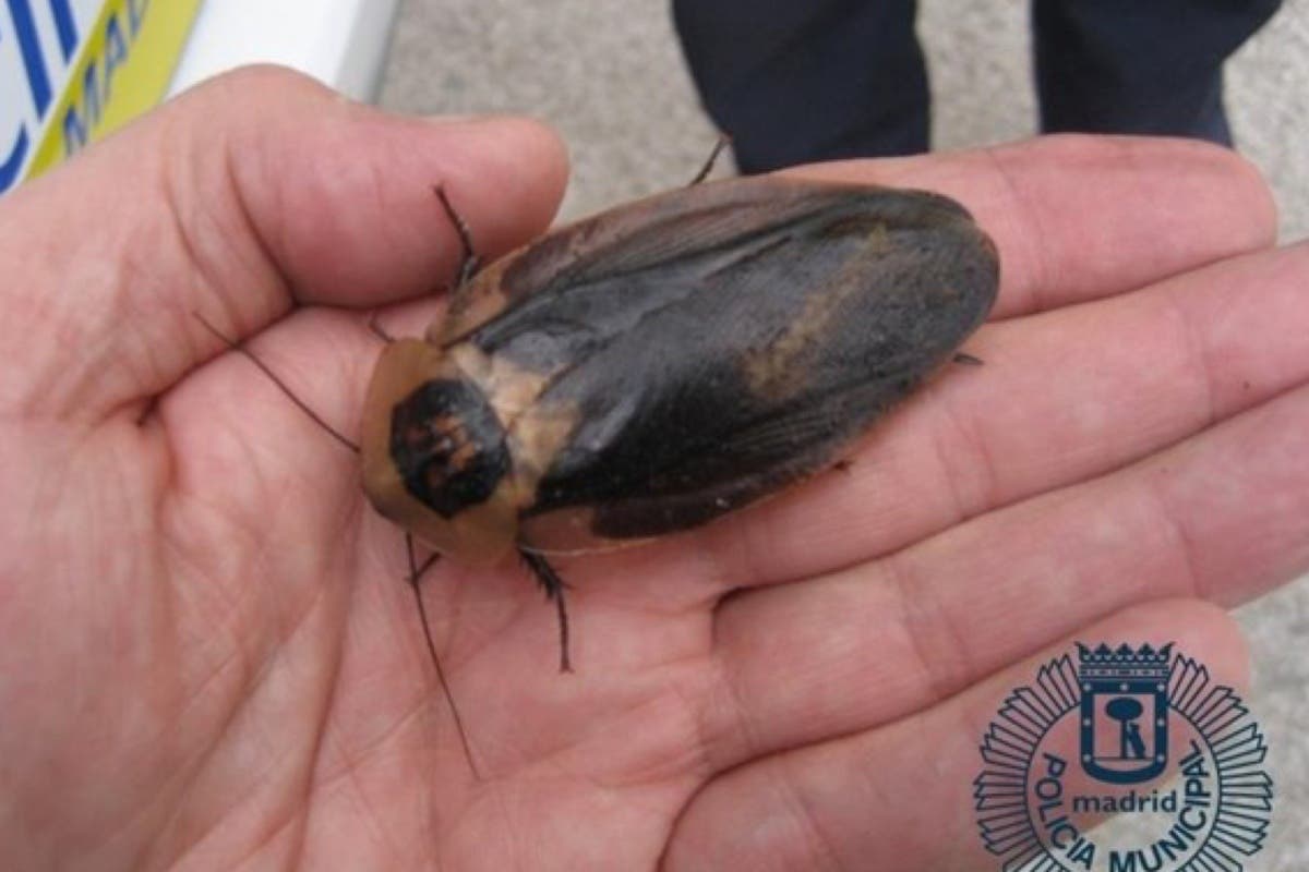 Encuentran en Madrid un tupper con 54 cucarachas gigantes de Madagascar