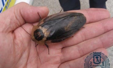 Encuentran en Madrid un tupper con 54 cucarachas gigantes de Madagascar