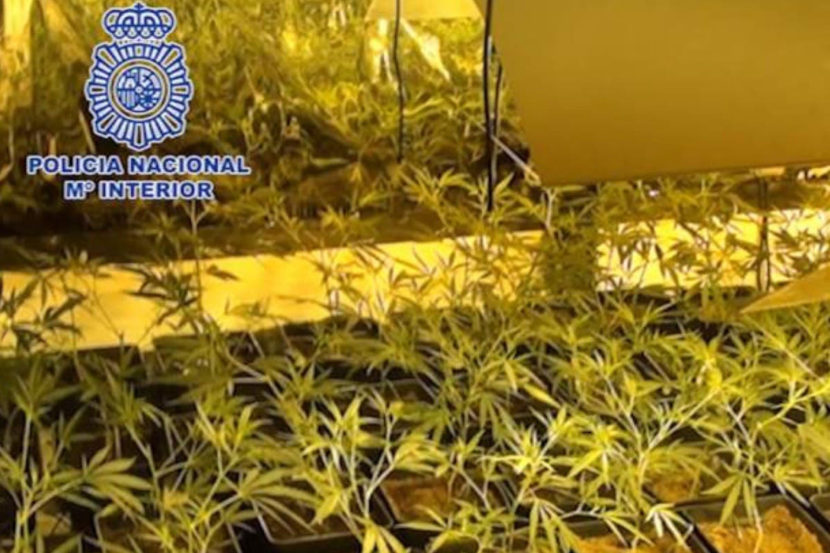 Operación contra el cultivo y venta de marihuana en Alcalá y el Corredor del Henares