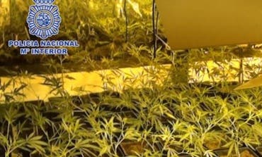 Operación contra el cultivo y venta de marihuana en Alcalá y el Corredor del Henares