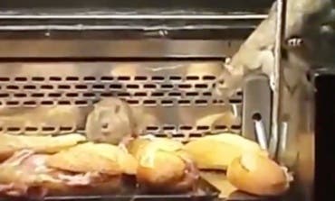 Ratas como gatos en los mostradores de una panadería Granier en Pueblo Nuevo