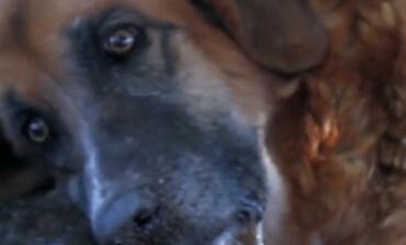 Condenada a prisión una vecina de Villalbilla por dejar morir a su perra en una finca