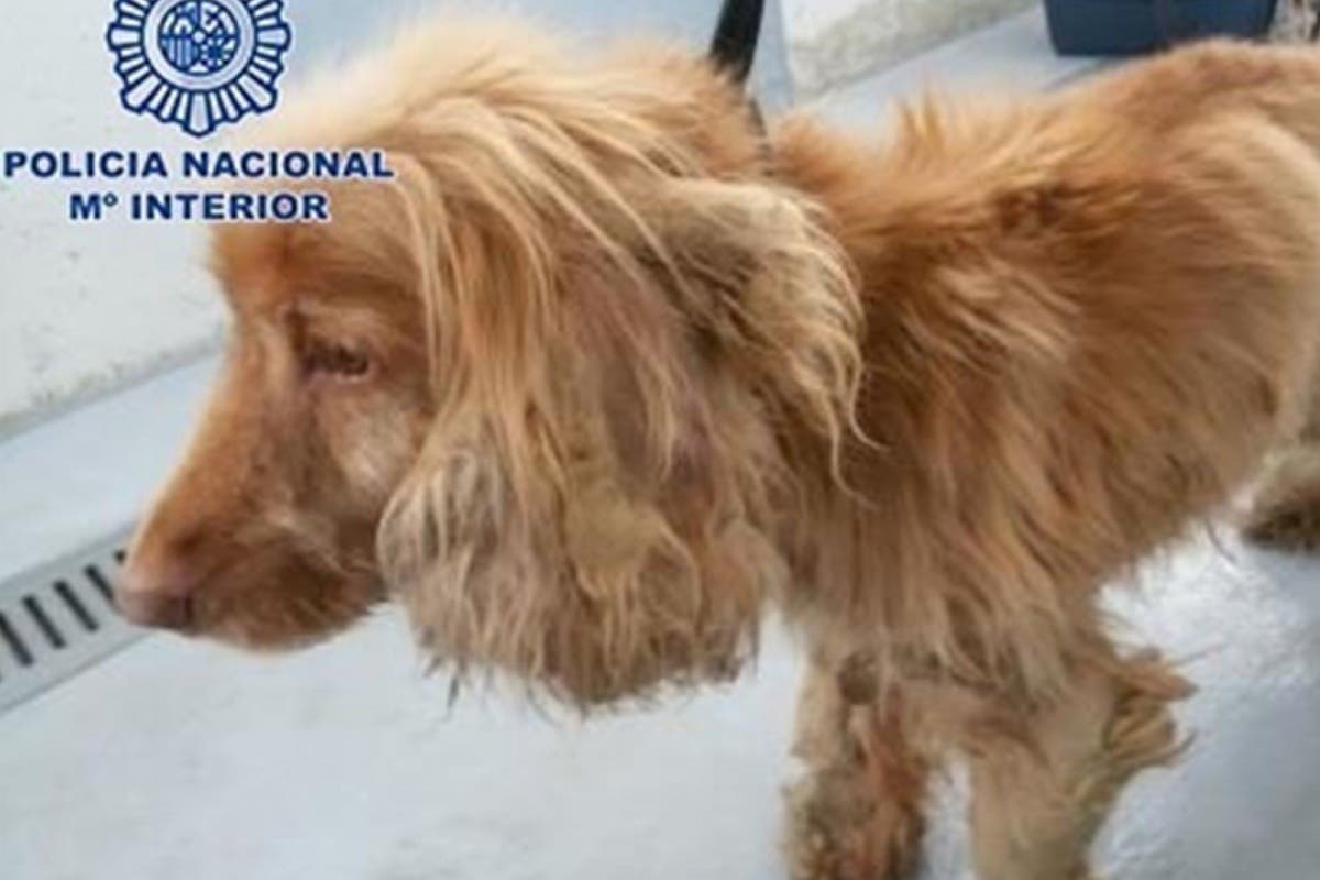 Un policía adopta a Lucky, tras encontrarlo desnutrido en un piso del barrio Salamanca