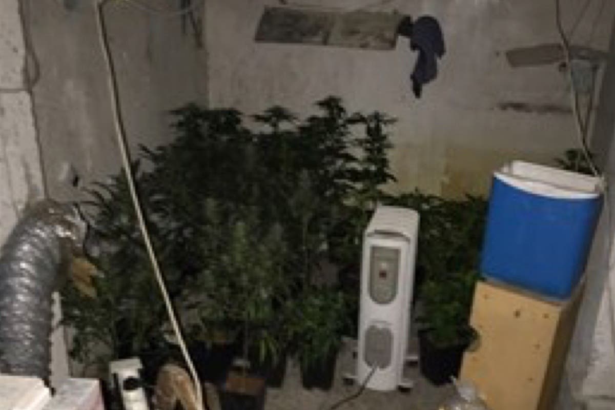 Desmantelan una plantación de marihuana en una nave industrial de Coslada