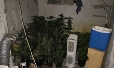 Desmantelan una plantación de marihuana en una nave industrial de Coslada