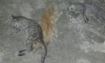 El Seprona investiga la aparición de gatos muertos en Torrejón