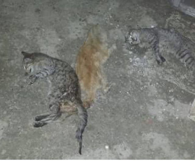 El Seprona investiga la aparición de gatos muertos en Torrejón