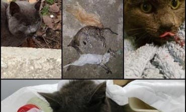 La Guardia Civil pide la colaboración para encontrar al «envenenador» de gatos de Torrejón