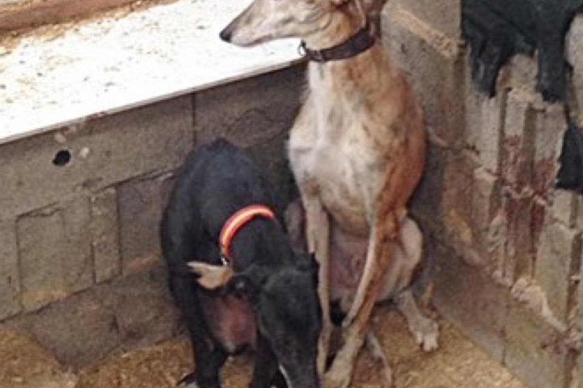 Cuatro galgos hacinados en 4 metros cuadrados en la Cañada Real