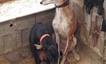 Cuatro galgos hacinados en 4 metros cuadrados en la Cañada Real