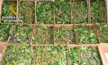 Detenido por cultivar más de 1.000 plantas de marihuana en Guadalajara